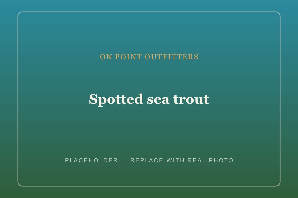 Sea trout catch